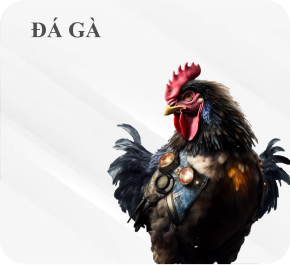 đá gà mm88